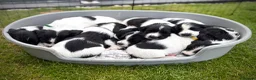 English Springer Spaniel dogs for sale: KC Registered English Springer Spaniel puppies - Advert 2