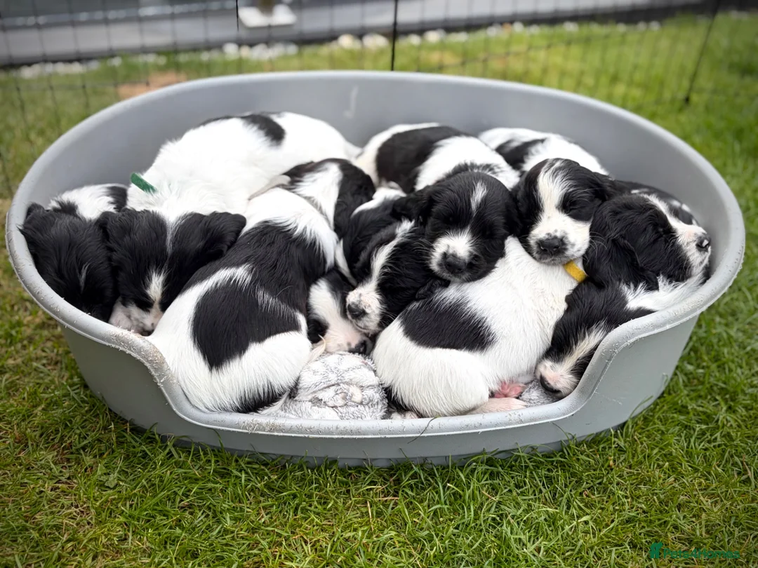 English Springer Spaniel dogs for sale: KC Registered English Springer Spaniel puppies - Advert 2
