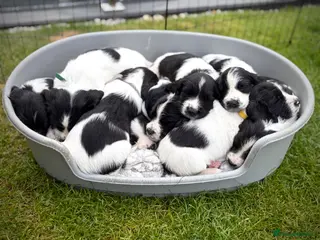 English Springer Spaniel dogs KC Registered English Springer Spaniel puppies - Advert 15
