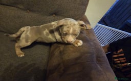 American Bully dogs for sale: American pocket bullys - Image 10