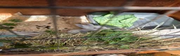Lionhead rabbits for sale: Double maned lionhead babies - Advert 4