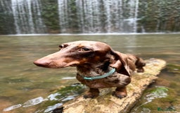 Miniature Dachshund dogs for sale: Ready now Kc registered miniature Pra clear - Image 8