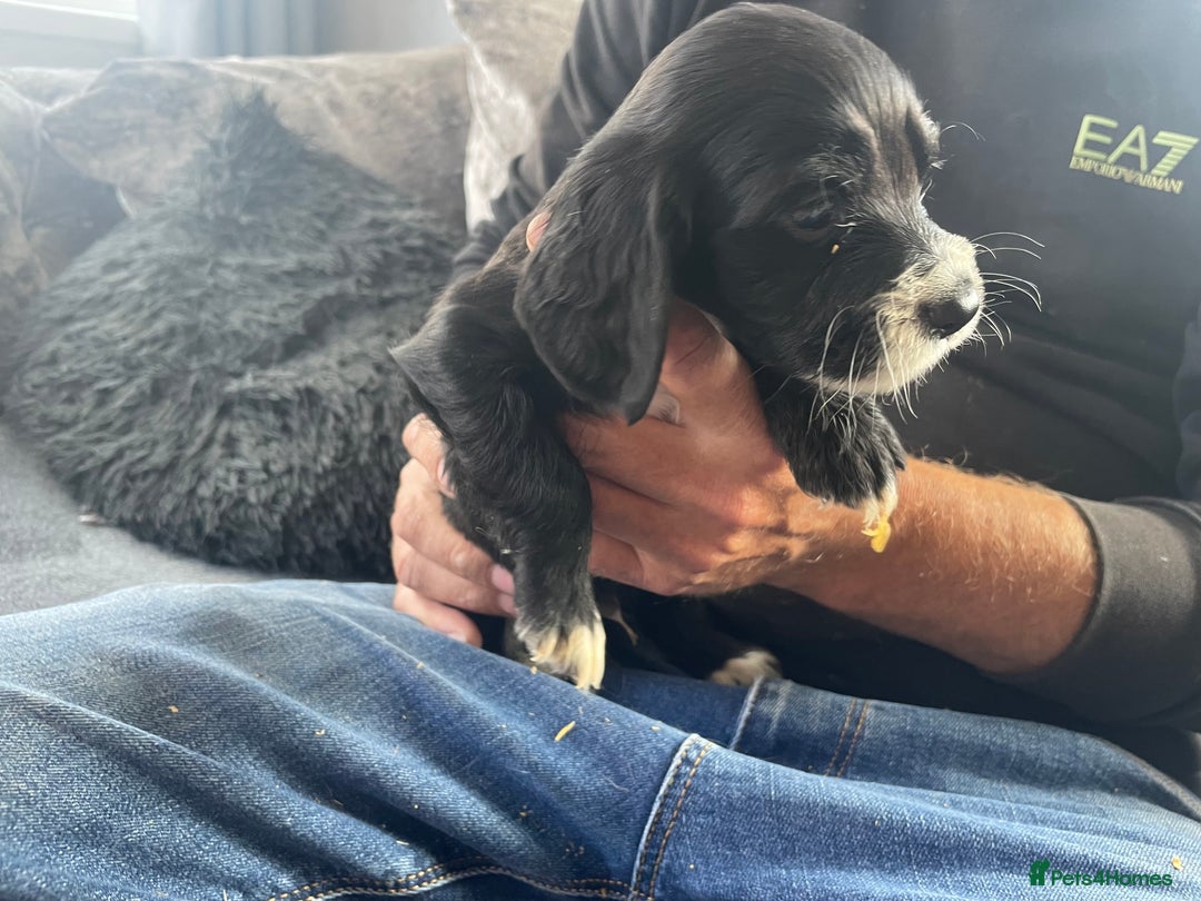 Cocker Spaniel dogs for sale: Cocker spaniel pups - Image 5