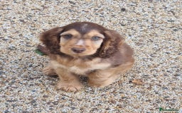 Cocker Spaniel dogs for sale: Gorgeous Chocolate & Sable Show Cocker Pups Ready - Image 13