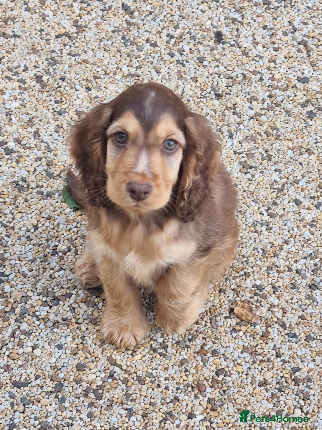 Cocker Spaniel dogs for sale: Gorgeous Chocolate & Sable Show Cocker Pups Ready - Image 13