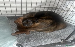 Miniature Dachshund dogs for sale: Miniature dachshund merle - Advert 8