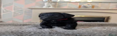 Mixed Breed Puppy 4