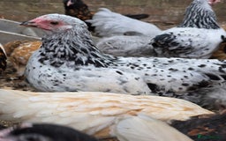Chickens poultry for sale: Silver Mottled Wyandotte Bantam pullets  - Image 4