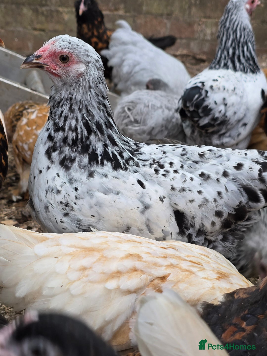 Chickens poultry for sale: Silver Mottled Wyandotte Bantam pullets  - Image 4