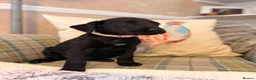 Great Danoodle dogs for sale: Extremely rare greatdoodles ready now  - Advert 5