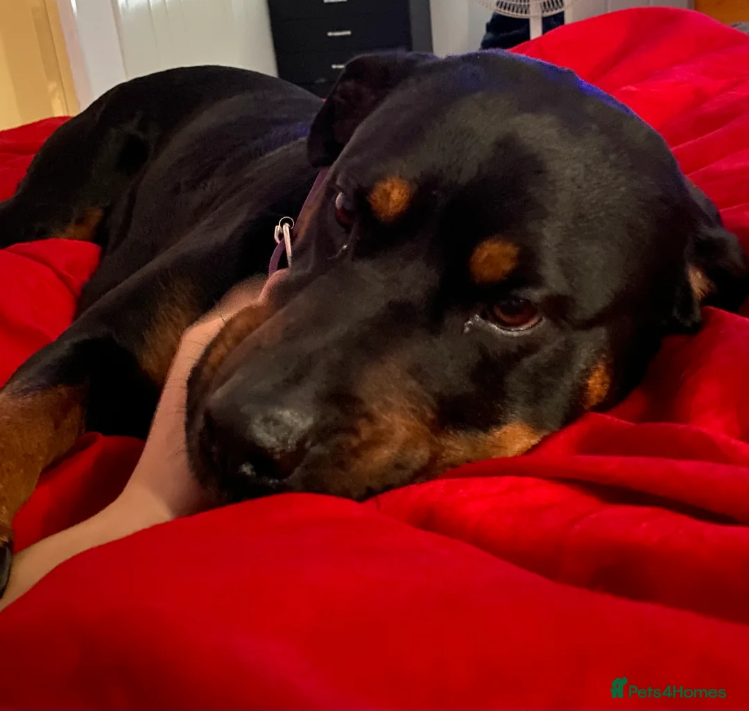 Rottweiler dogs for sale: Mix of different kinds of Rottweiler  - Advert 1