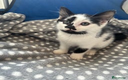 Mixed Breed cats for sale: 2 Kittens for sale[READY TO LEAVE] - Advert 9