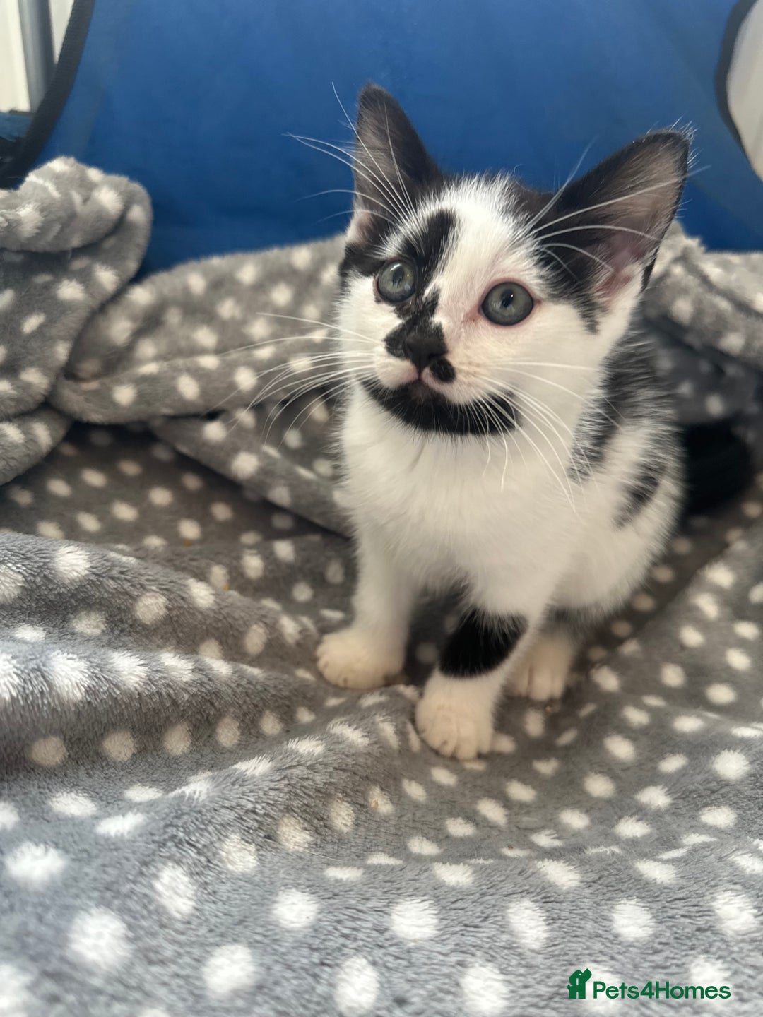 Mixed Breed cats for sale: 2 Kittens for sale[READY TO LEAVE] - Advert 9