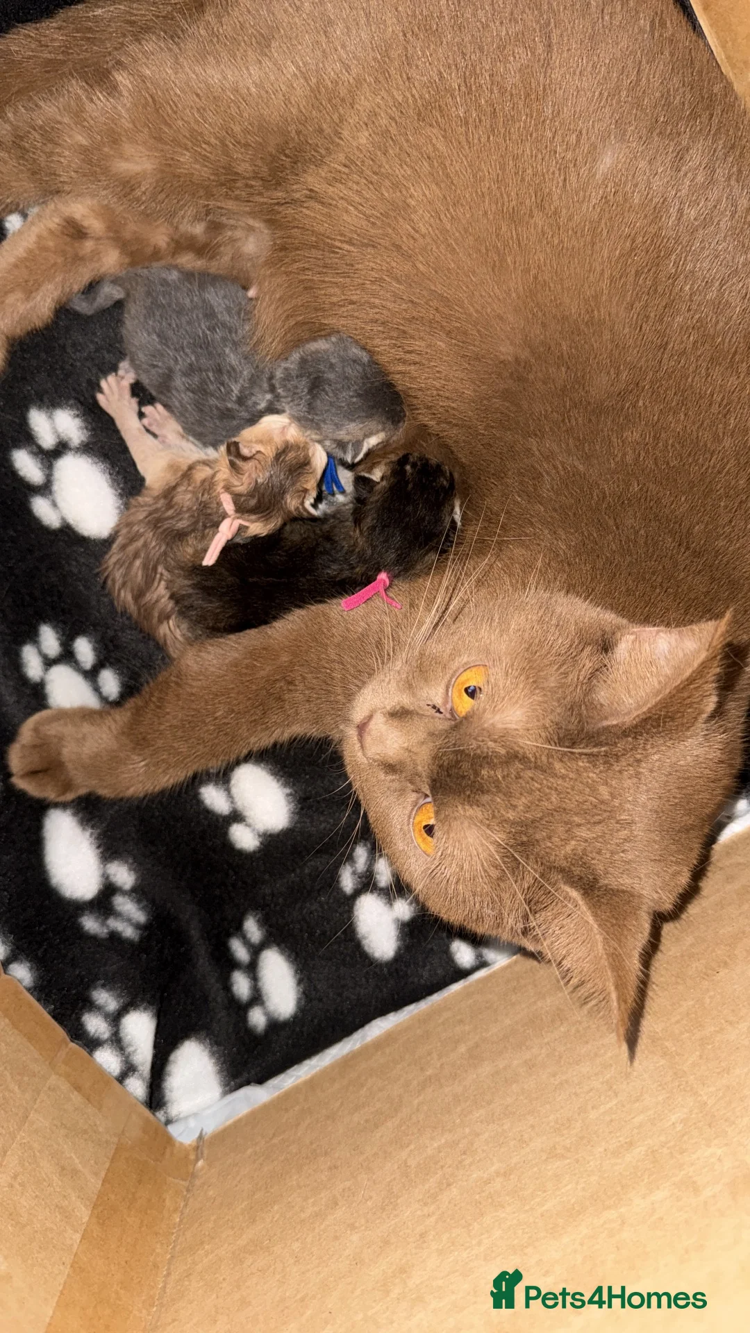 British Shorthair cats for sale: 🐾British Shorthair Golden Shaded Kittens🐾 - Advert 28