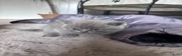 British Shorthair cats for sale: Health tested BSH kittens  - Advert 2