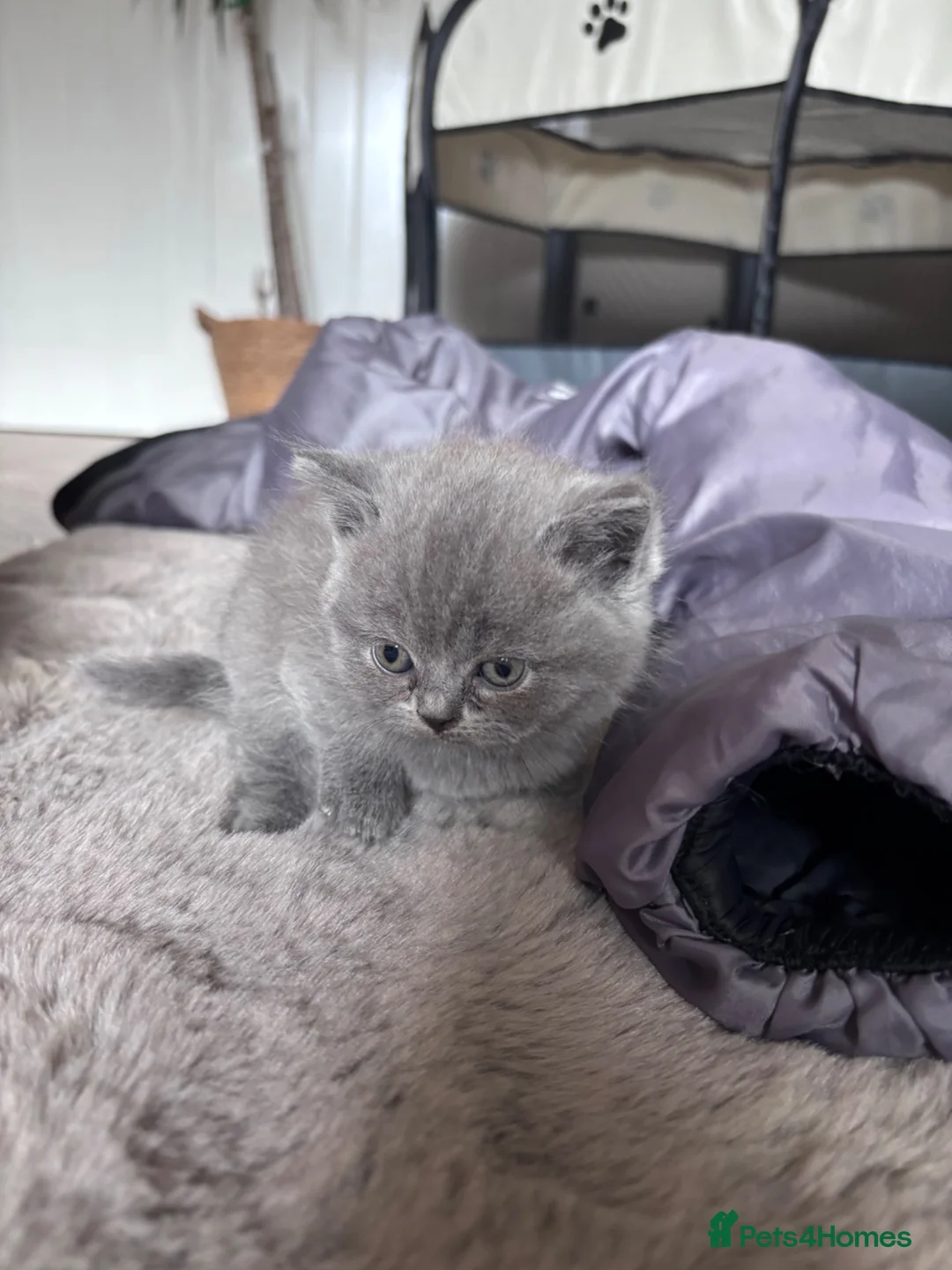 British Shorthair cats for sale: Health tested BSH kittens  - Advert 2