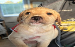 Labrador Retriever dogs for sale: Labrador puppies - Image 6