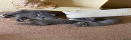 Mixed Breed cats for sale: 5 gorgeous kittens ready for new homes - Advert 7
