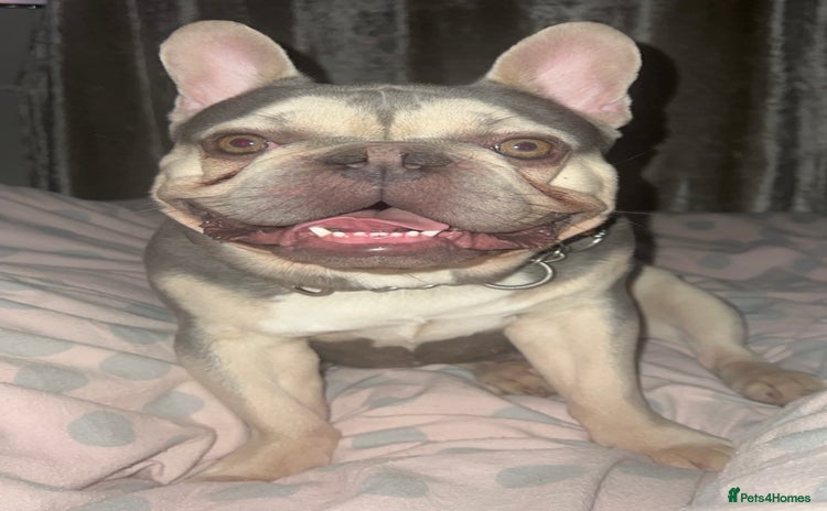 French Bulldog dogs - Advert 9