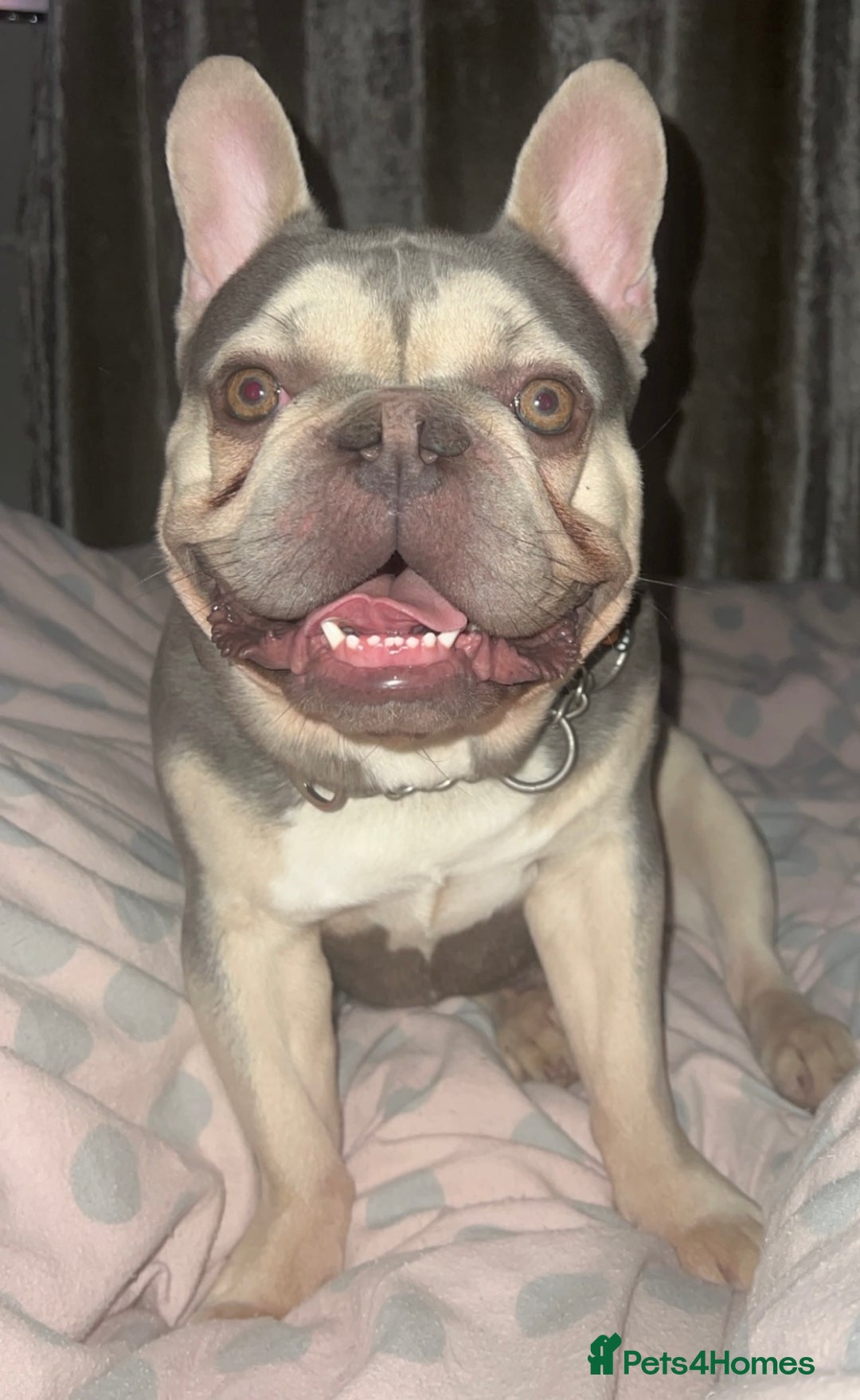 French Bulldog dogs for sale: Male adult French bulldog for rehome - Image 1