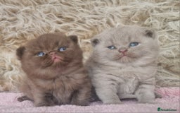 British Shorthair cats for sale: Tica registered British Shorthair kittens Champion - Image 12