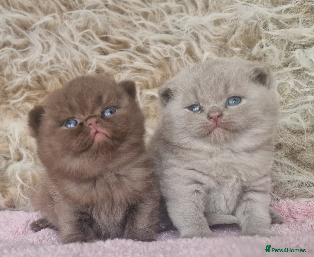 British Shorthair cats for sale: Tica registered British Shorthair kittens Champion - Image 12
