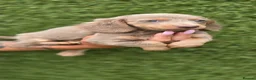 Dachshund dogs for sale: Beautiful Miniature Dachshund  - Advert 4