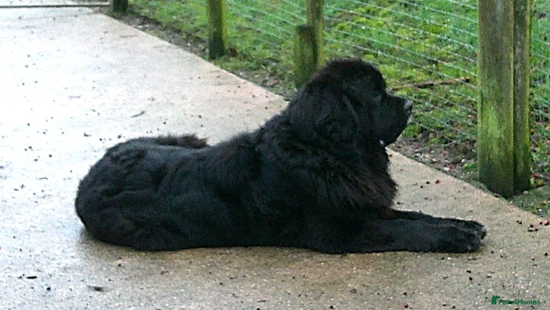 Newfoundland dogs for sale: Newfoundland puppies - Advert 7