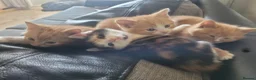 Mixed Breed cats for sale: Kittens 1 girl 3 boys - Advert 4