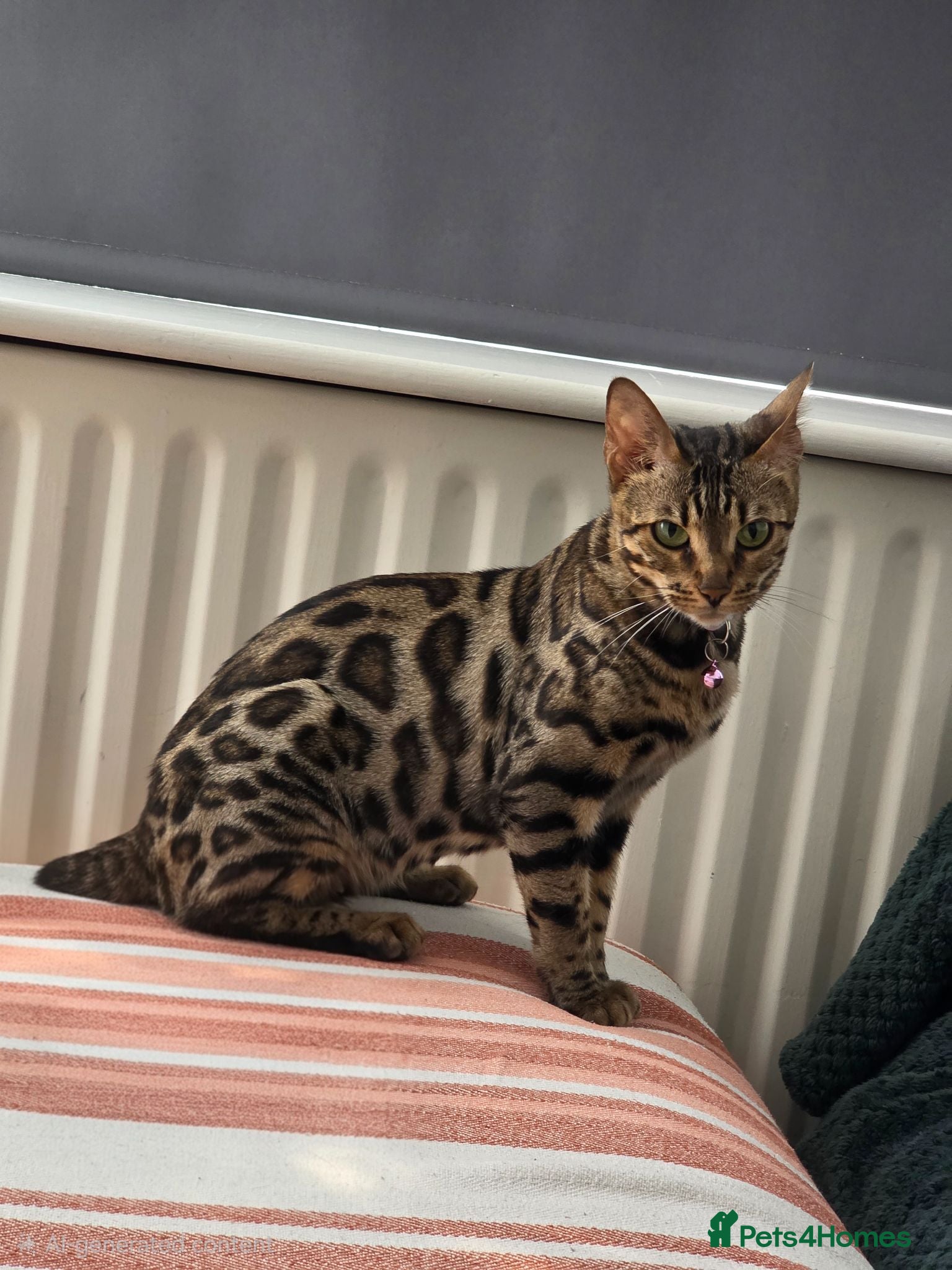 Bengal cats TICABengal Kittens FullyVaccinated Ready NOW❗️❗️❗️ - Advert 1