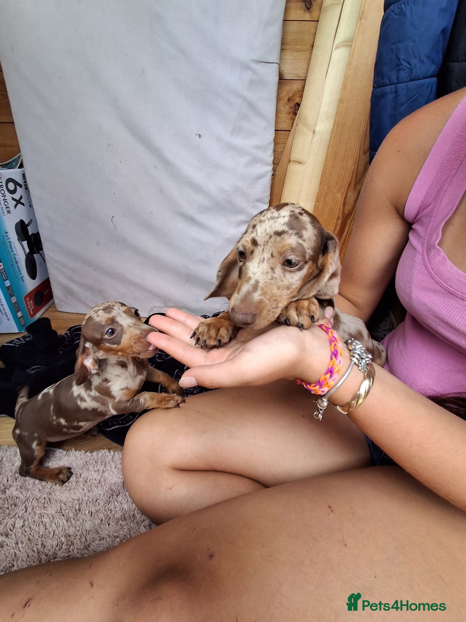 Miniature Dachshund dogs Beautiful Miniature Dachshund Stuning little pups. - Advert 1