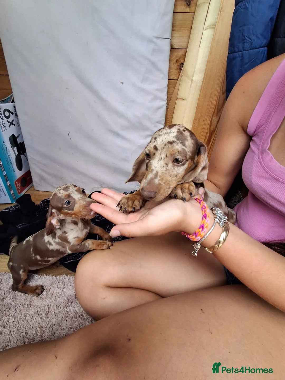 Miniature Dachshund dogs for sale: Beautiful Miniature Dachshund Stuning little pups. - Advert 1