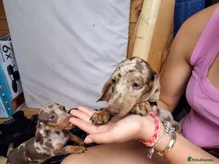 Miniature Dachshund dogs Beautiful Miniature Dachshund Stuning little pups. - Advert 1