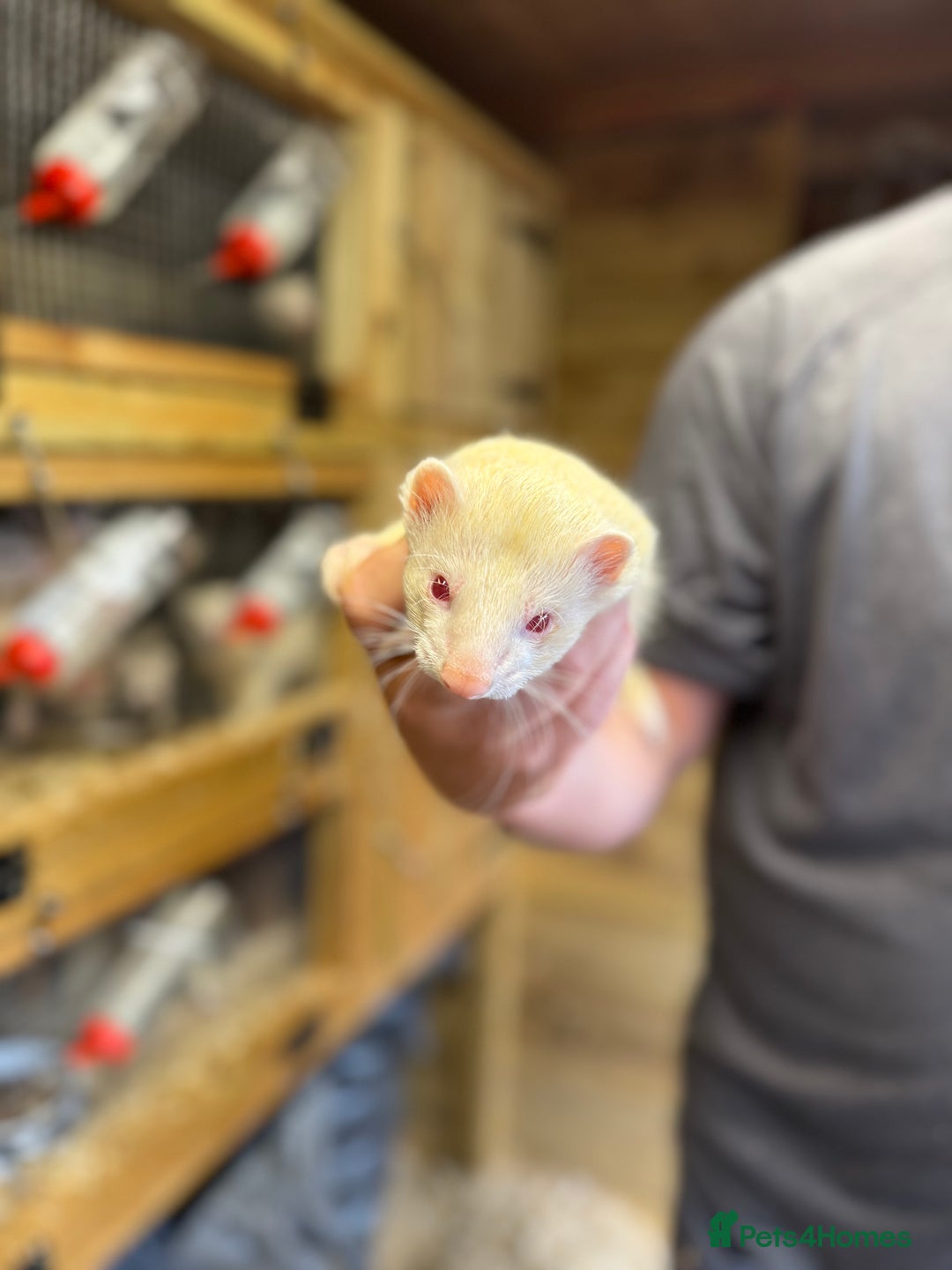 Ferret rodents for sale: Ferret kits - Image 3