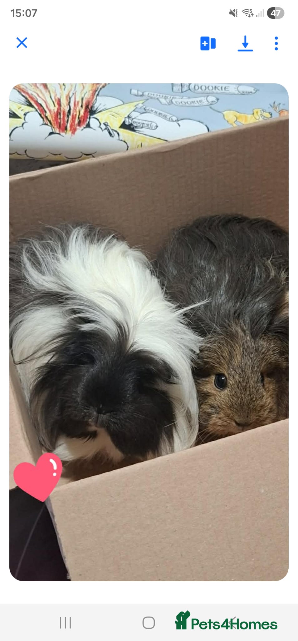 Guinea Pig rodents X2 female guinea pigs  - Advert 1