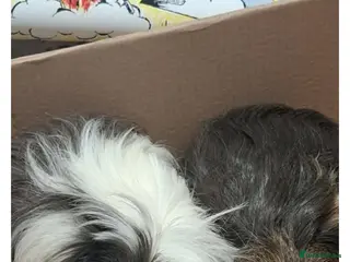 Guinea Pig rodents X2 female guinea pigs - Advert 11