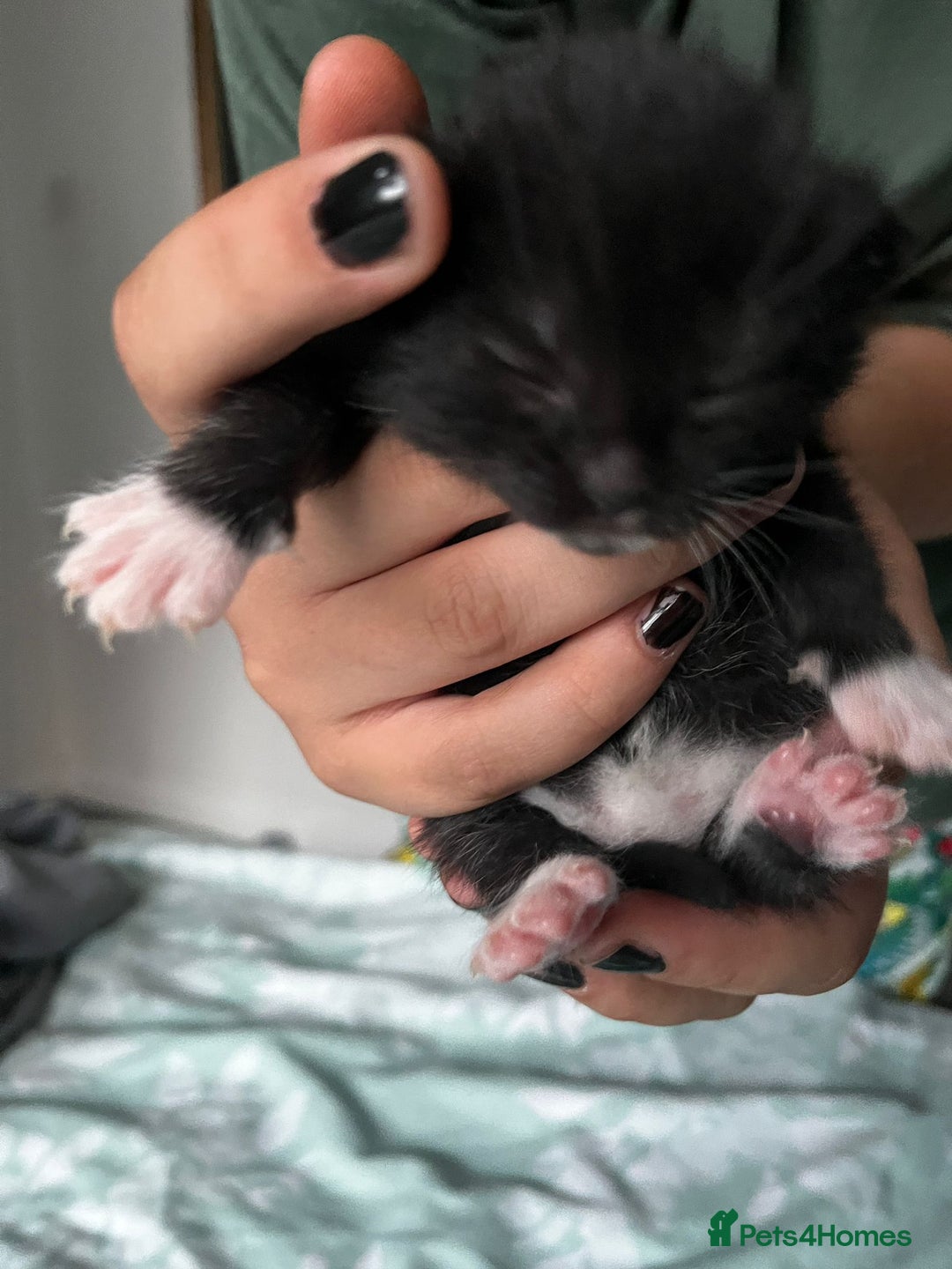 European cats for sale: Kittens - Image 3