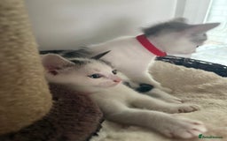 Mixed Breed cats for sale: Beautiful mixed breed kittens - Image 18