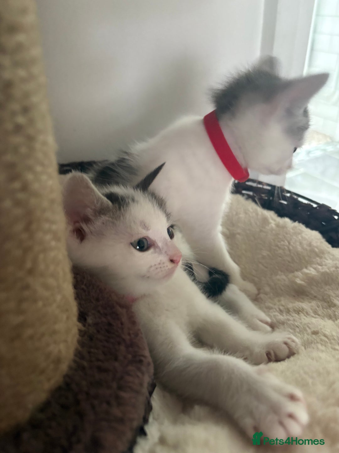 Mixed Breed cats for sale: Beautiful mixed breed kittens - Image 18