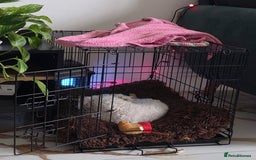 Bichon Frise dogs for sale: Beautiful Female Bichon Frise – Looking for a home - Advert 5