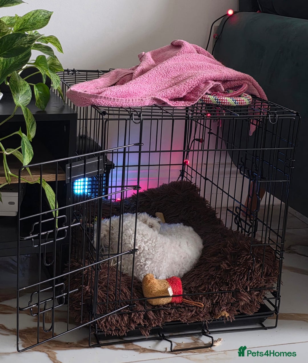 Bichon Frise dogs for sale: Beautiful Female Bichon Frise – Looking for a home - Advert 5