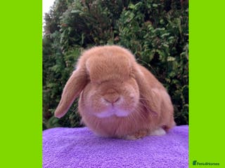 Mini Lop rabbits Gorgeous purebred neutered mini lop boy - Advert 2