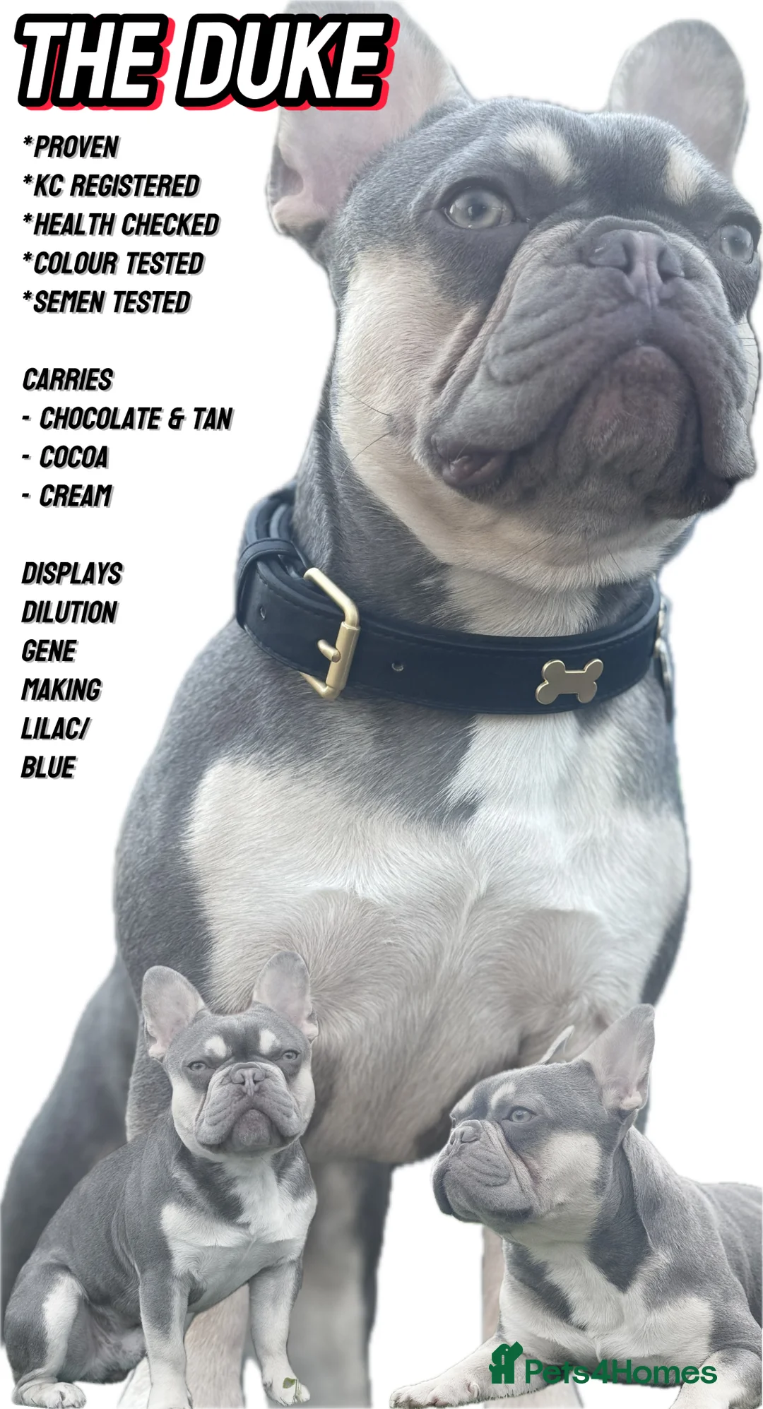 French Bulldog dogs for stud: STUD Available  - Advert 5