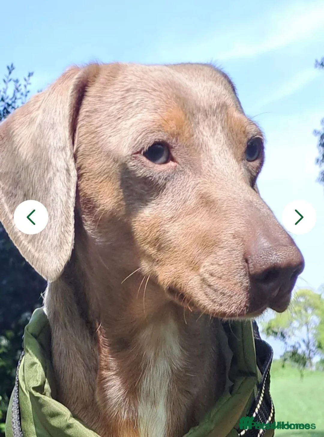 Miniature Dachshund dogs for sale: Mini dachshund pups - Advert 2