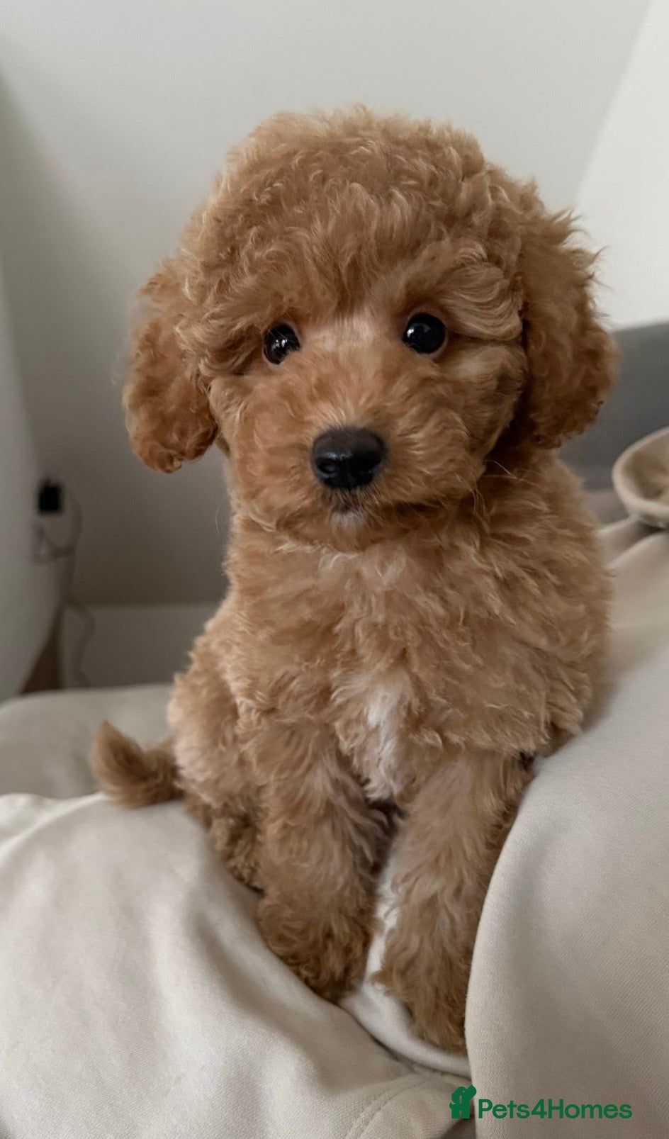 Toy Poodle dogs 🐾 Gorgeous Poodle ready for a new home 🐾 - Advert 6