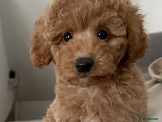 Toy Poodle dogs 🐾 Gorgeous Poodle ready for a new home 🐾 - Advert 6