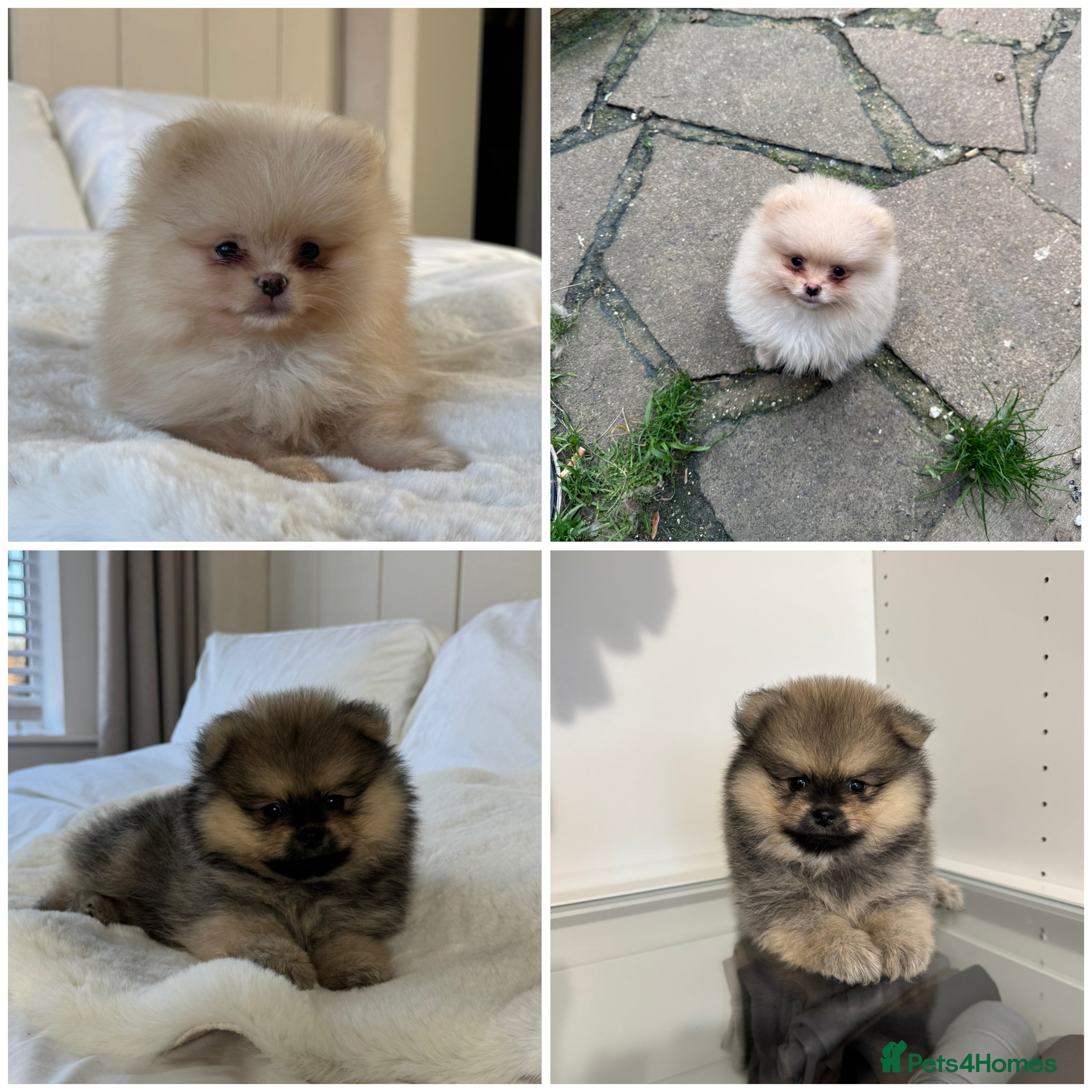 Pomeranian dogs 2 TEDDY KC POMERANIANS 🐶 - Advert 1