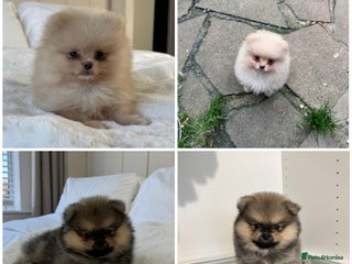 Pomeranian dogs 2 TEDDY KC POMERANIANS 🐶 - Advert 1