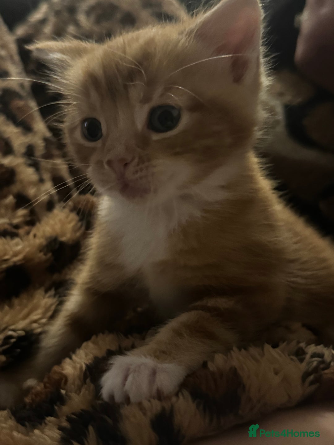Mixed Breed cats for sale: Main coon mix kittens - Image 3