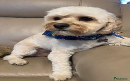 Cavachon dogs for sale: Rehoming charlie - Image 5